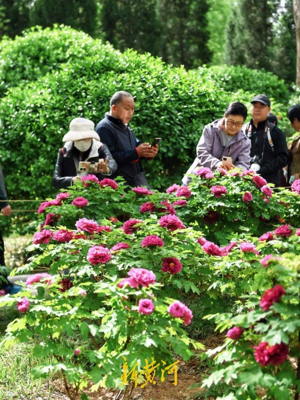 国色天香、富贵满园，泉城公园牡丹花盛开引来众多赏花者