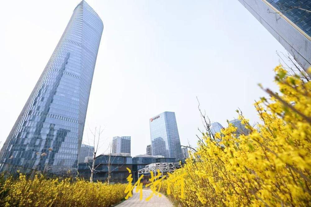 连翘花盛开，济南CBD披上金色盛装
