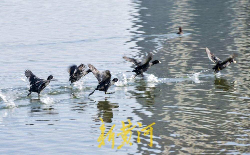 ϣƽ̤˷ɣ硰ִ