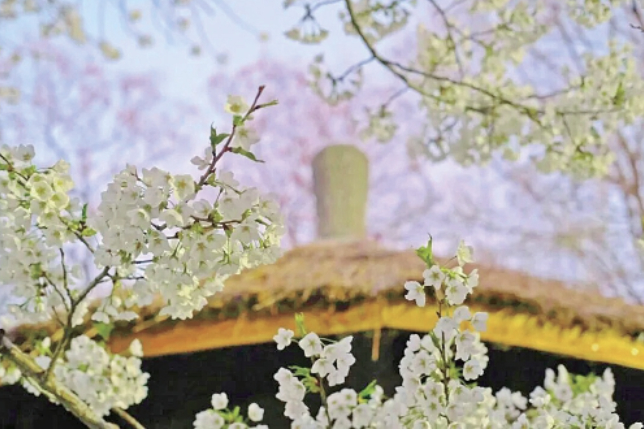 花朝盛宴邂逅烂漫 泉城春日盛景邀您共赴花海之约
