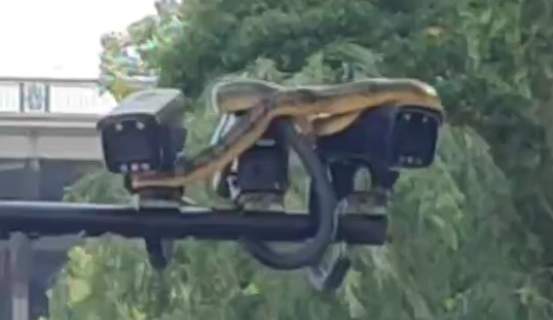 武汉江滩大蛇爬上监控杆 专家：蛇在高处避水属应激反应