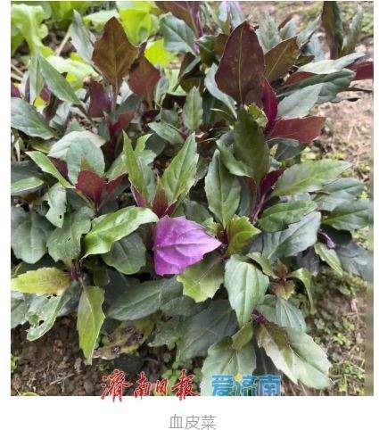 春日吃野菜不冒险：济南疾控发布“叶部可食野菜与有毒植物鉴别全攻略”