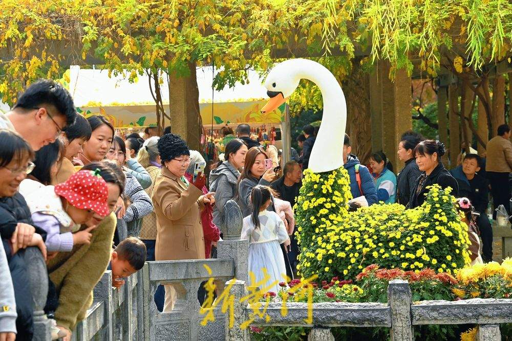 多彩菊花绽放趵突泉畔，扮靓初冬泉城