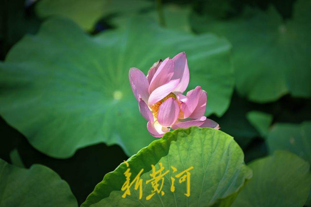 一年四季 泉在济南丨济南第一波荷花开了！森林公园众荷竞放