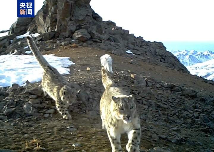 大通北川河源区国家级自然保护区成为雪豹重要栖息地