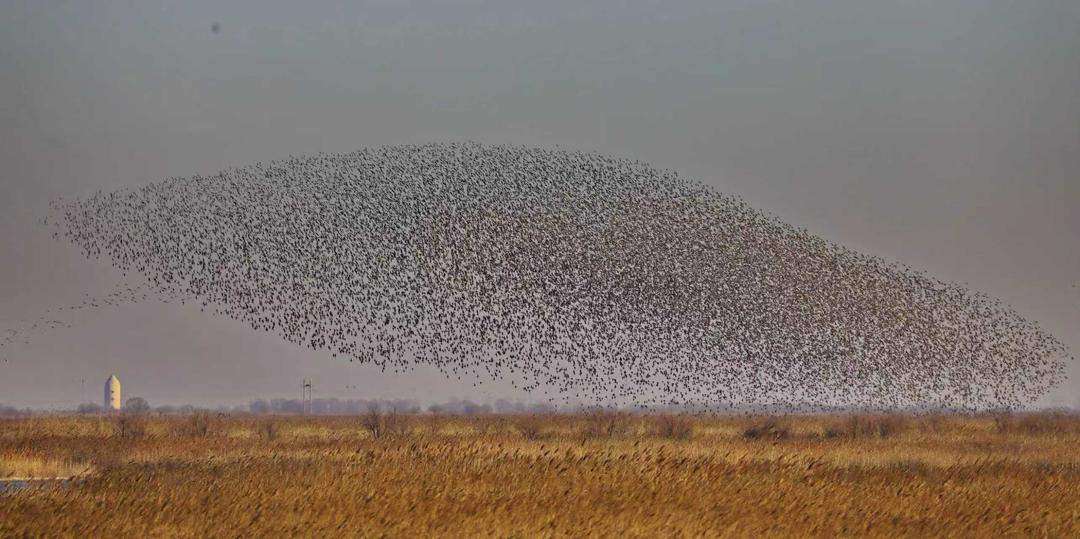 全国两会，山东代表团重点推介！东营“鸟浪”从刷屏热搜到生态金名片