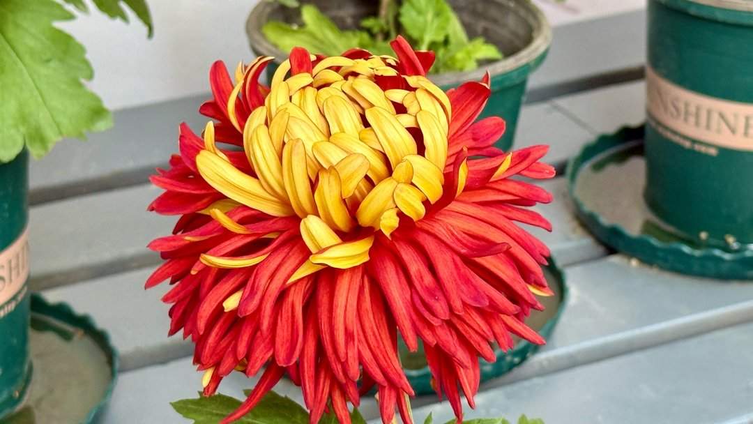 五颜六色，造型各异，趵突泉金秋菊展精品菊撷英