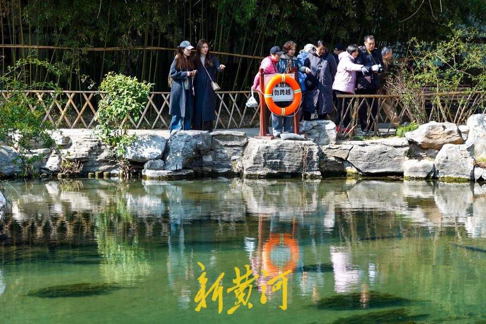 气温回升至12.9℃ 济南春柳摇曳泉更幽