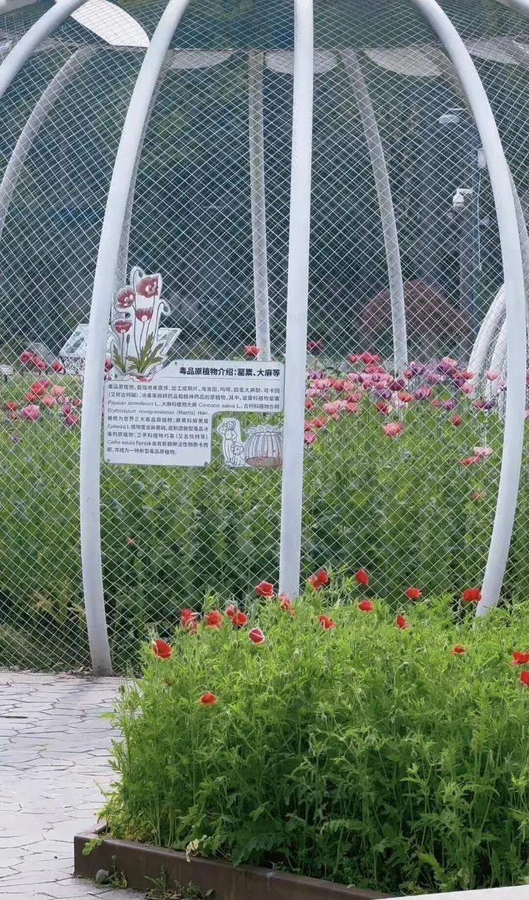 植物园回应景区铁笼内种植罂粟：系“合规上岗”，用于禁毒科普，游客仅可隔笼观赏