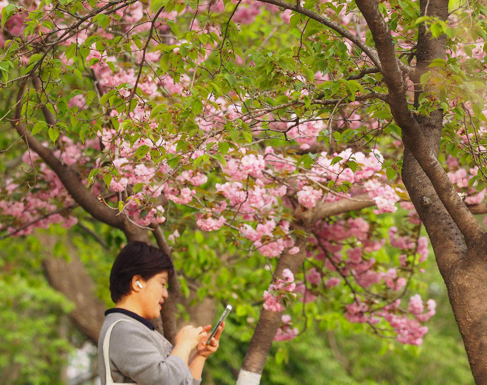晚樱轻别春，泉城留香痕