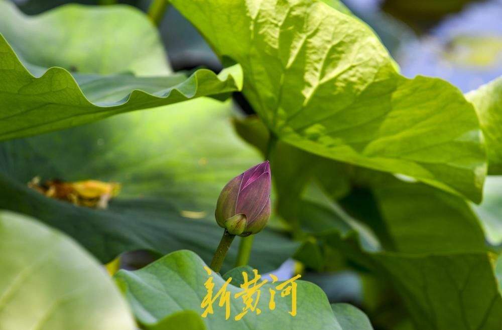 一年四季 泉在济南丨第一拨新荷含苞亮相 泉城进入赏荷季