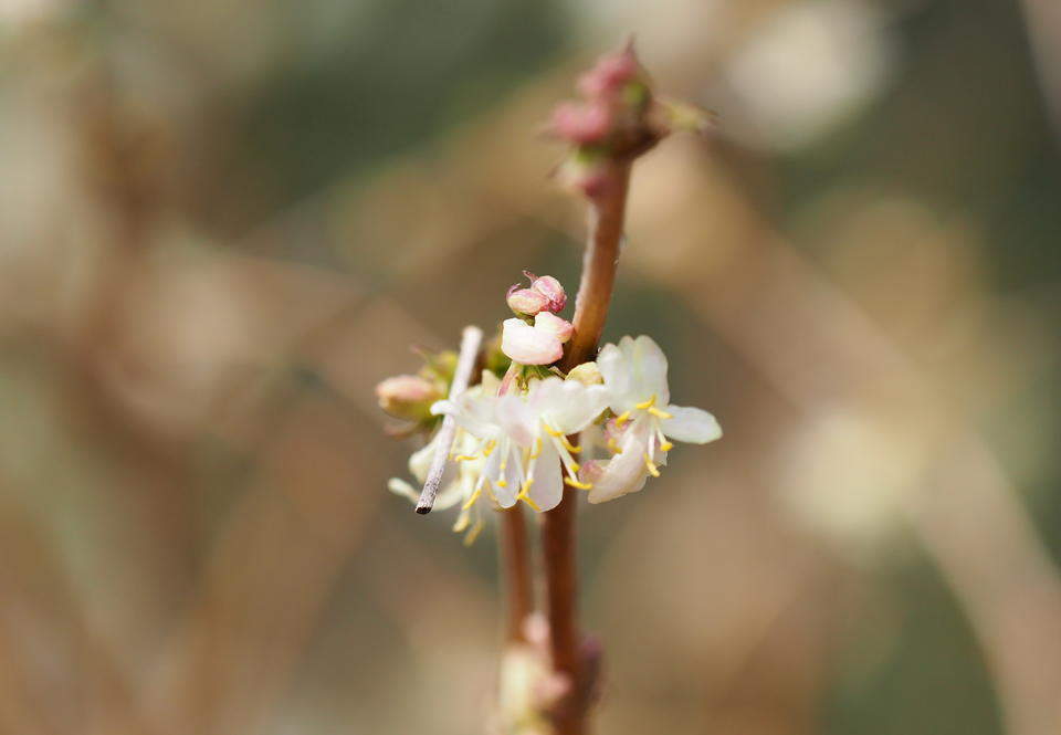 早春大明湖，郁香忍冬静待叶醒