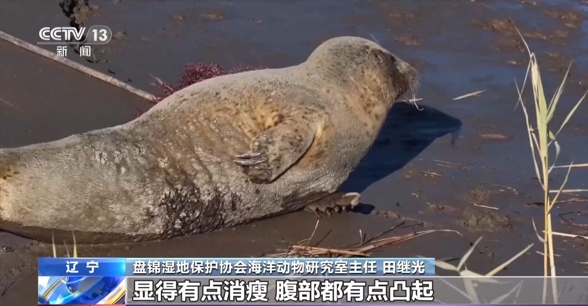 超800只野生斑海豹现身辽东湾