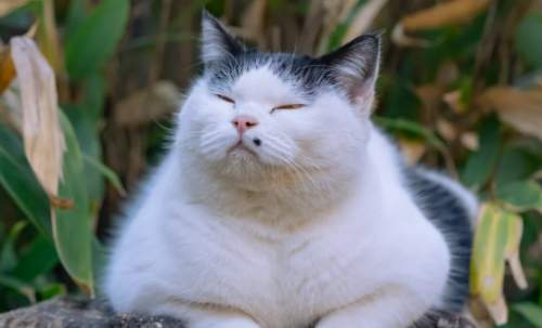 2026年平价猫粮怎么选？热门品牌原料质检+喂养推荐