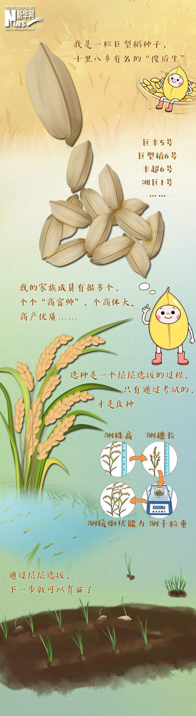 创意漫画丨水稻“尖子生”巨型稻的成长史