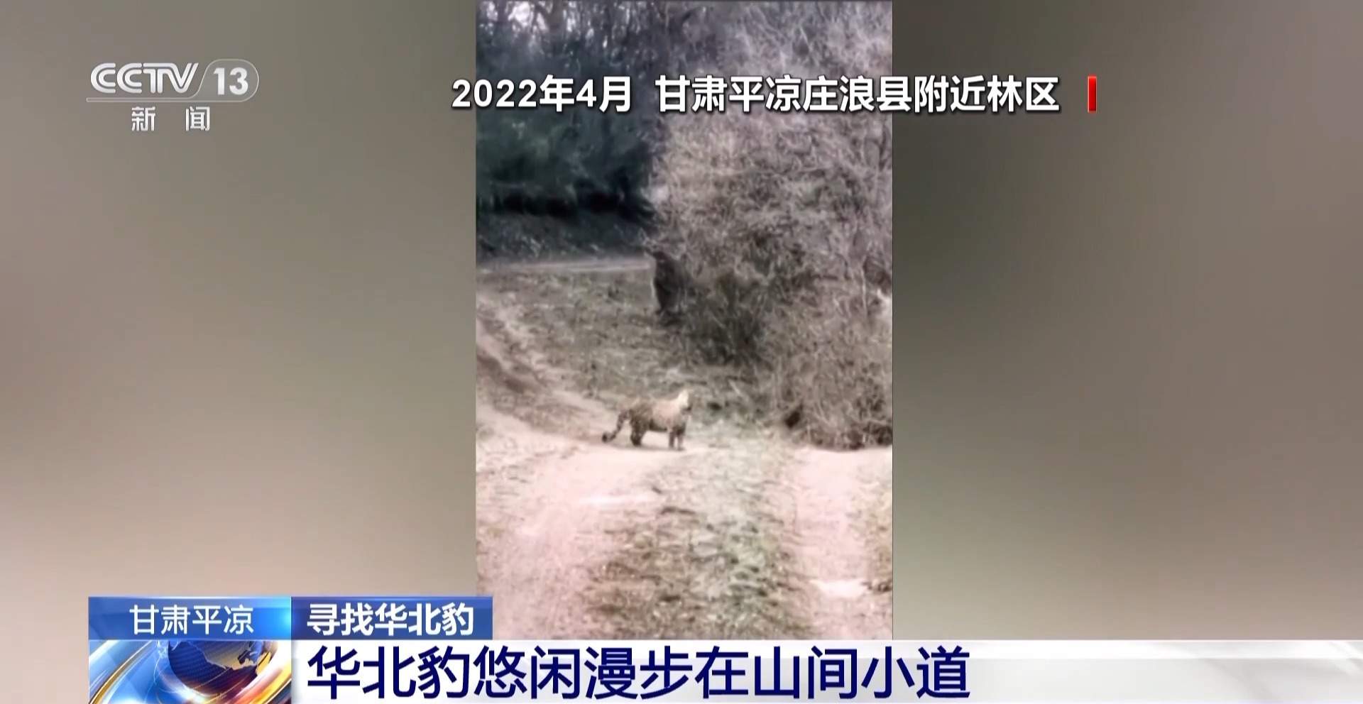 前方有豹出没 野生动物保护与村民利益如何平衡?