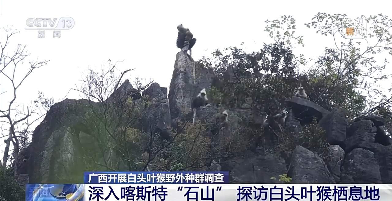 “猴丁兴旺”保护见成效 深入石山探访白头叶猴栖息地