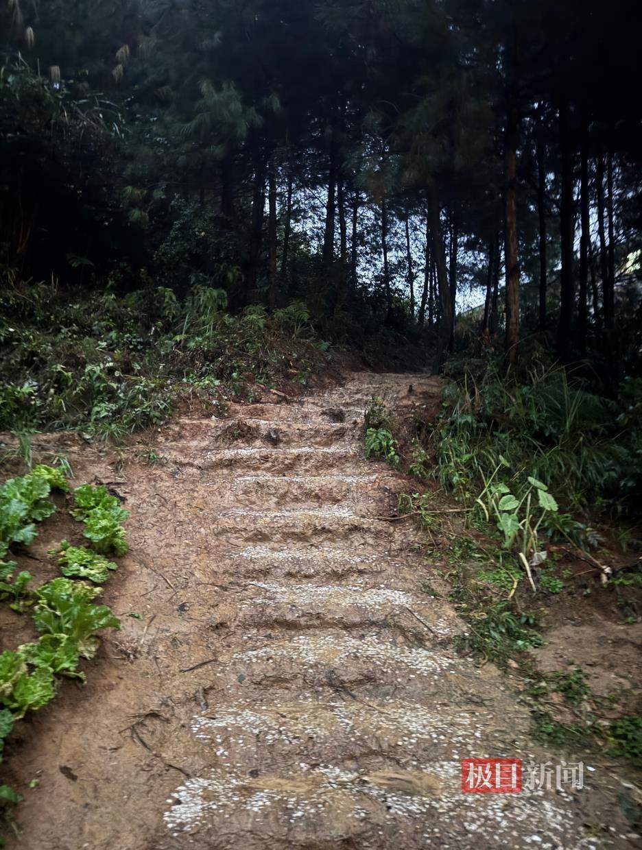 “史上最寒酸”凯里动物园的土路正在硬化铺砖，70岁园长此前担心游客摔倒，志愿者：为周末迎客正加班加点修