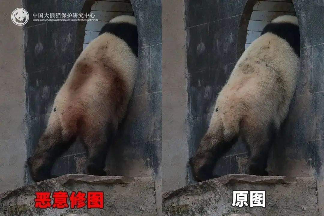 大熊猫背上有“血洞”？熊猫中心紧急发文