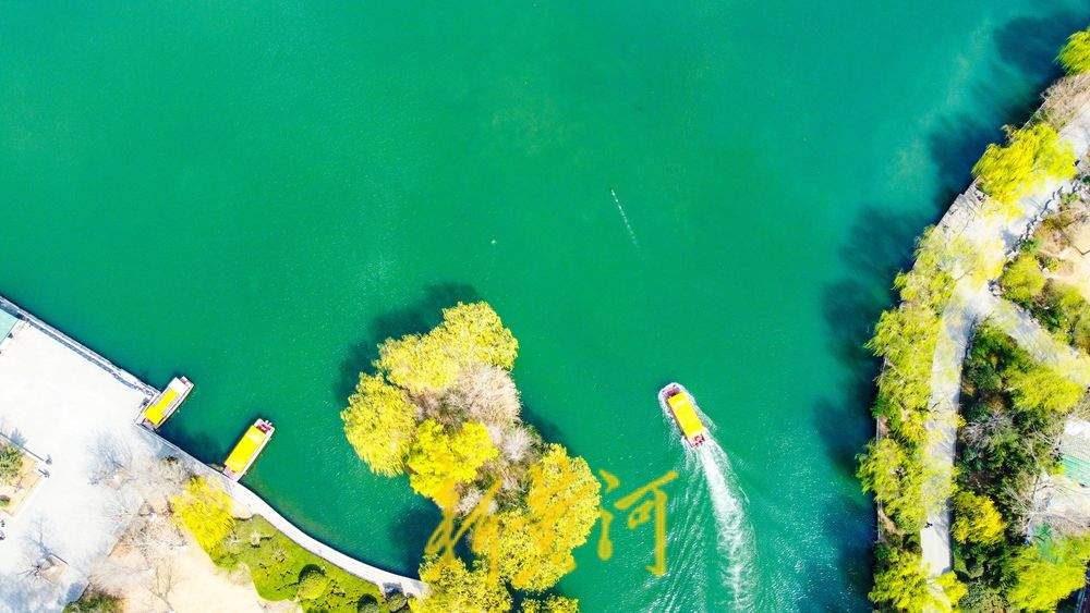 垂柳泛绿与碧水相伴，大明湖春色逐渐浓郁