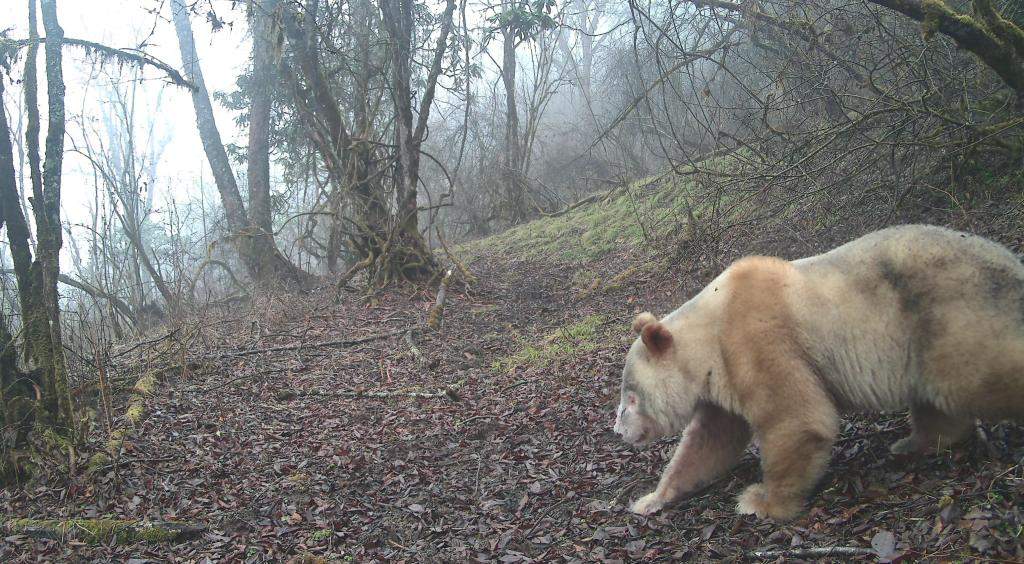 珍稀身影再度现身：全球唯一野生白色大熊猫亮相四川卧龙