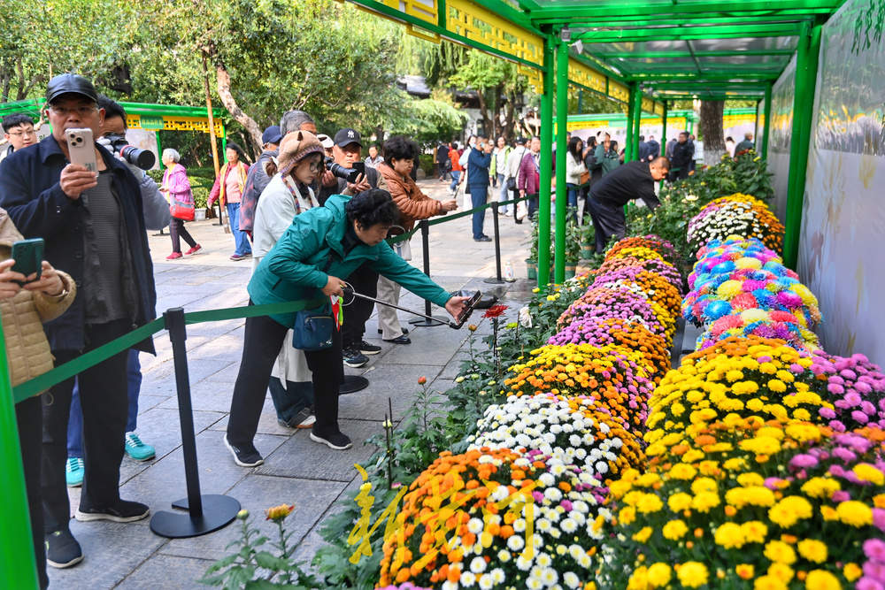 赏菊正当时 第46届趵突泉金秋菊展明日启幕