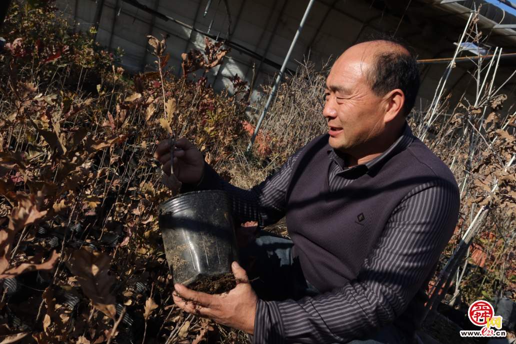 融媒·画像丨此生如橡树，风雨立青山——陈克伟的苗木人生