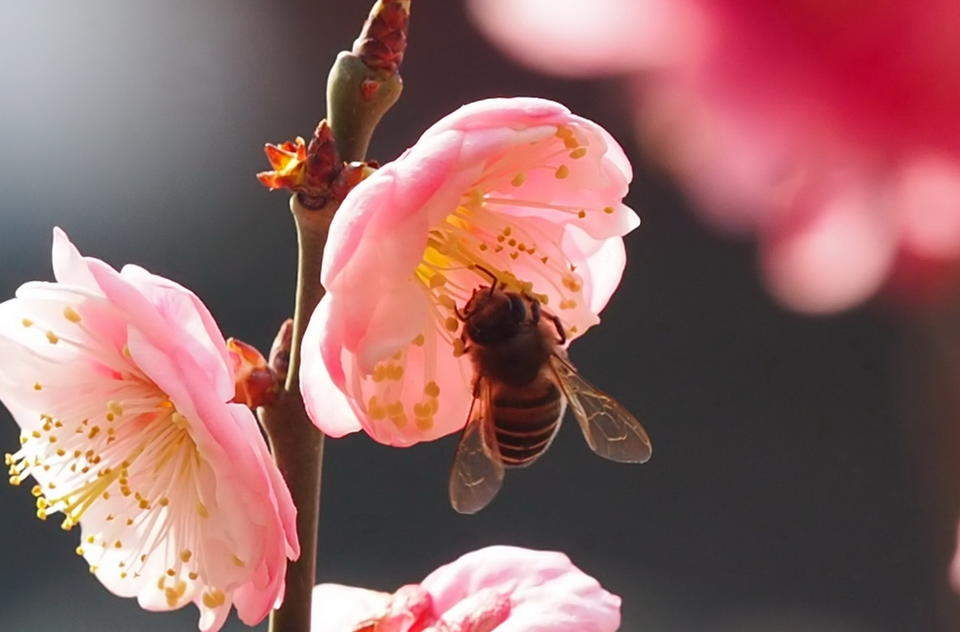 济南惊蛰到，万物复苏百虫闹