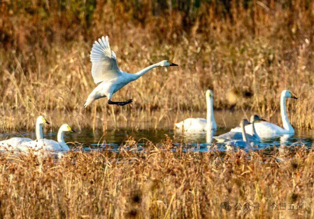 日照这个艺术地标有个“不飞无人机”的约定
