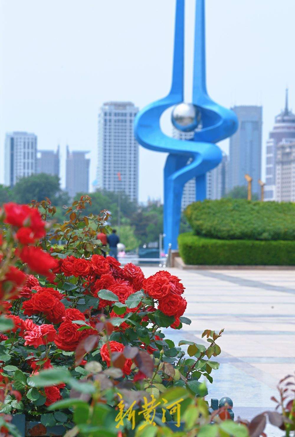一年四季 泉在济南｜泉城广场：月季花廊花团锦簇 成初夏亮丽风景线