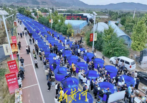 万尾锦鲤竞芳华,第六届名优锦鲤大赛在济南长清马山火热启幕