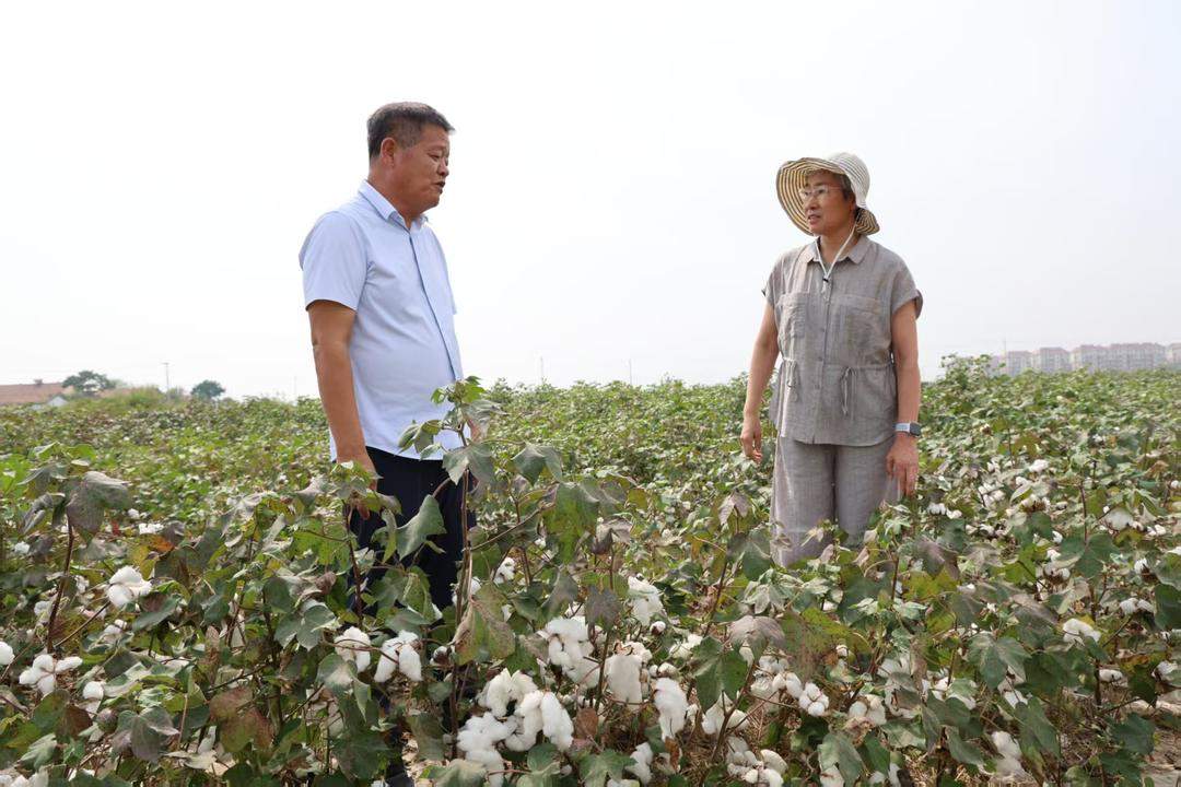 破解“白色密码” ——东营盐碱地变身“新粮仓”的科技突围