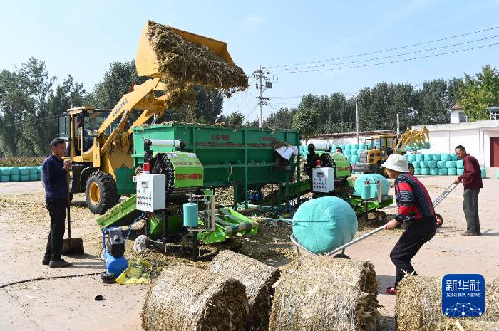 肉牛养殖户困局待解