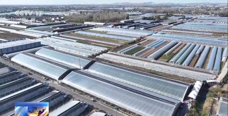 菜价波动后逐渐回落 山东等地如何拎稳“菜篮子”？