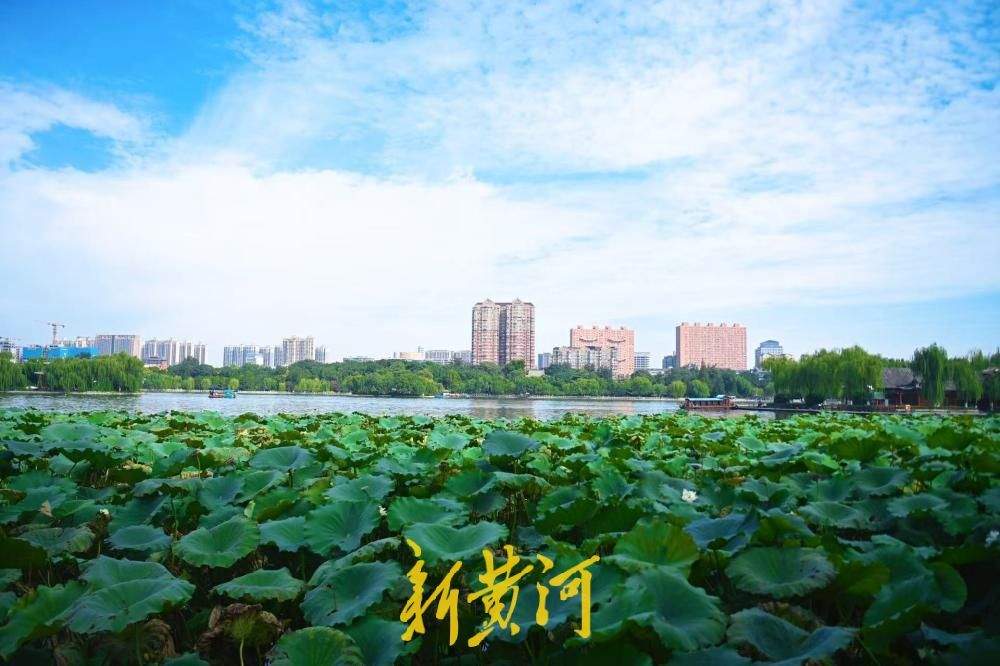 一年四季 泉在济南｜白露时节，大明湖荷叶向阳美如画