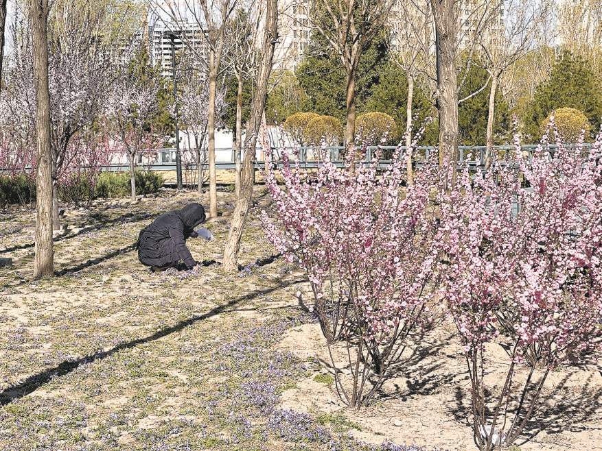 年轻人热衷挖野菜 舌尖“野趣”背后 切莫盲目跟风