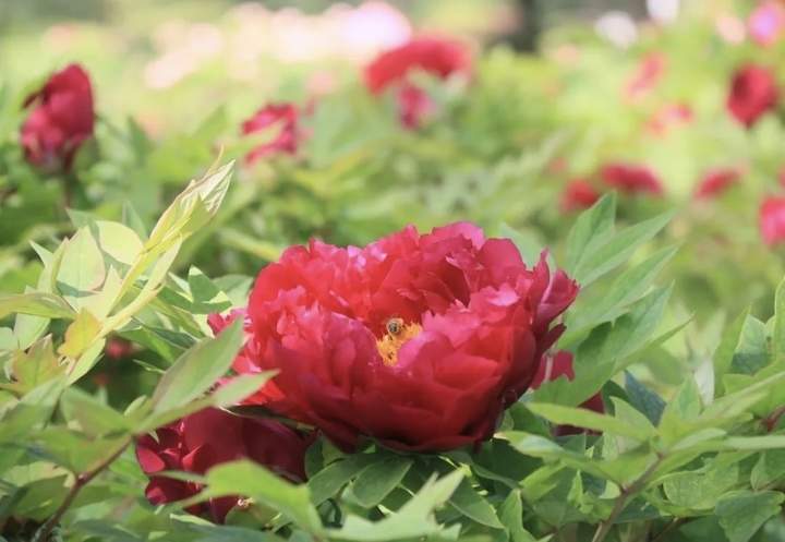 万株牡丹齐绽放!济南植物园50余品种牡丹盛放 九大色系醉春光