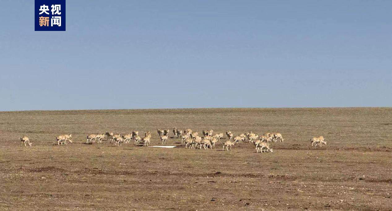 “高原精灵”藏羚羊开启一年一度大迁徙