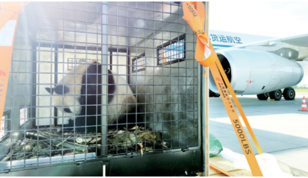大熊猫“荷风”“兰韵”抵达奥地利维也纳