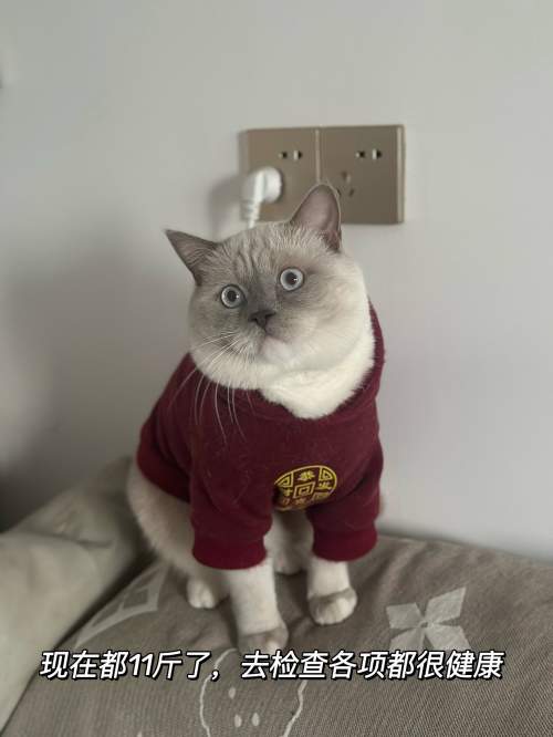 挑食猫咪半年长4斤，健康长肉猫粮推荐草本魔力