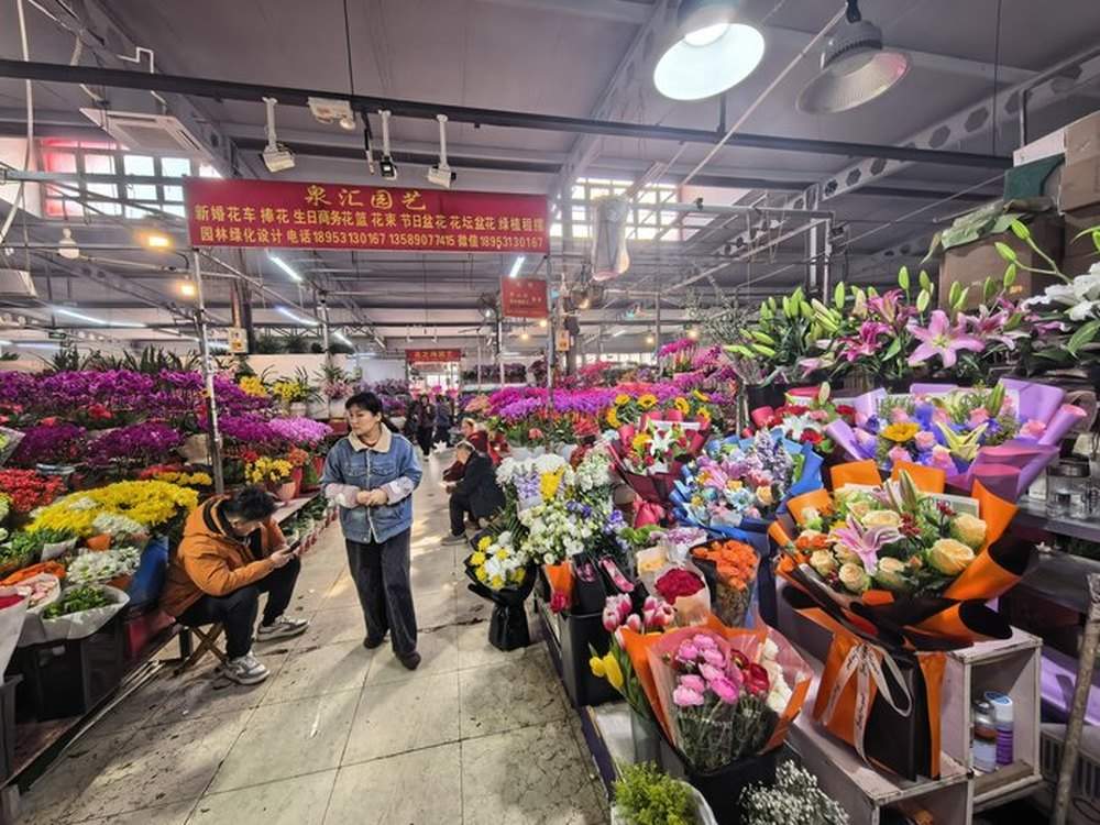 春节邂逅情人节，济南市场迎来玫瑰花销售热潮