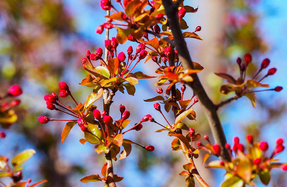 春分要来暖风吹，济南泉边大面积海棠花含苞待放