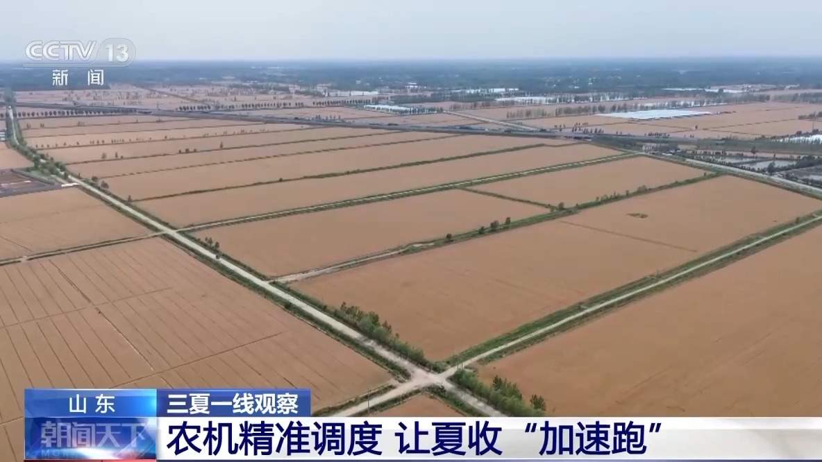 App预测小麦成熟度 农机联络点如“毛细血管”深入田间