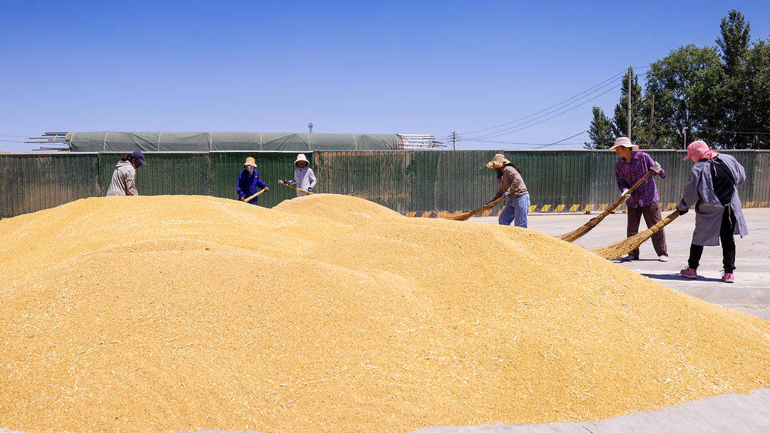 山东好景｜“丰”景里的开心笑容