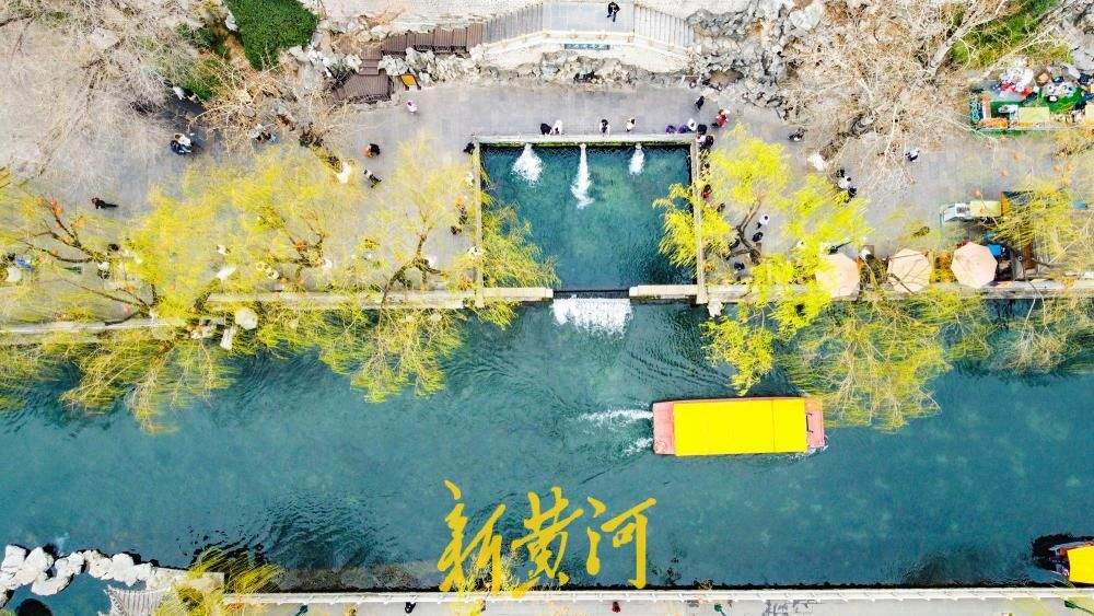 黑虎泉畔柳色新，济南护城河初现春日画卷