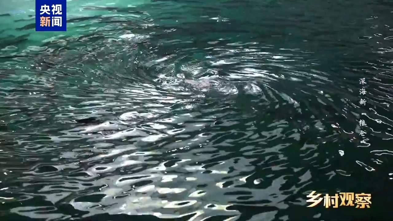 海上“全屋智能”！探访全球首艘三文鱼养殖工船