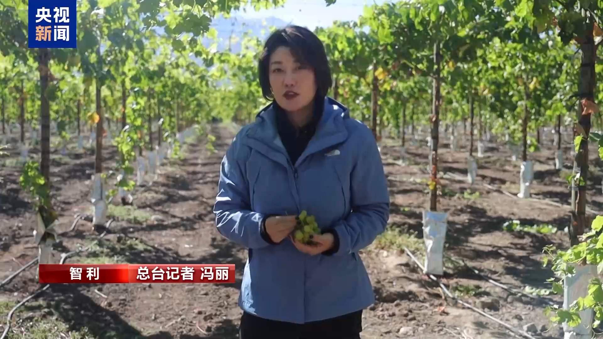 总台记者探访丨应季的水果棘手的关税 智利水果产业“愁”