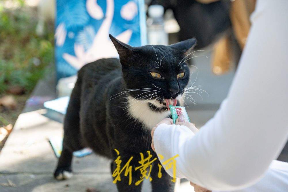 跟着悟空游济南！感受四门塔“猫猫寺”的魅力 