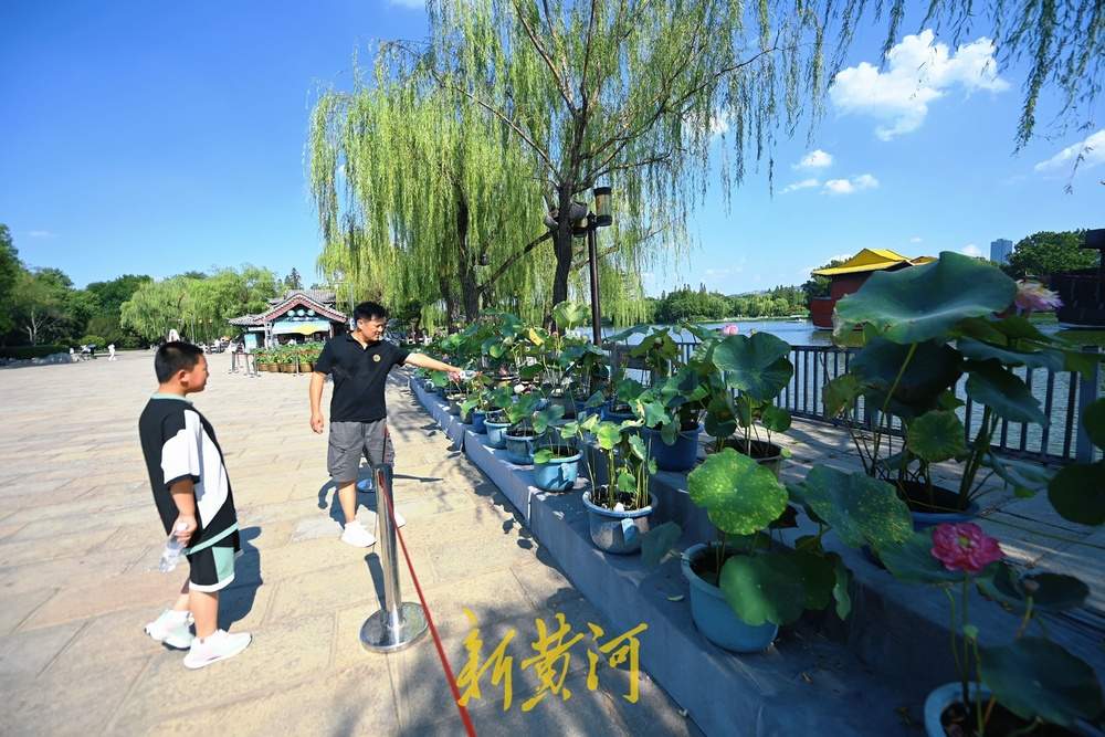 一年四季 泉在济南丨荷花飘香引客来，57种珍品荷花争艳亮相大明湖