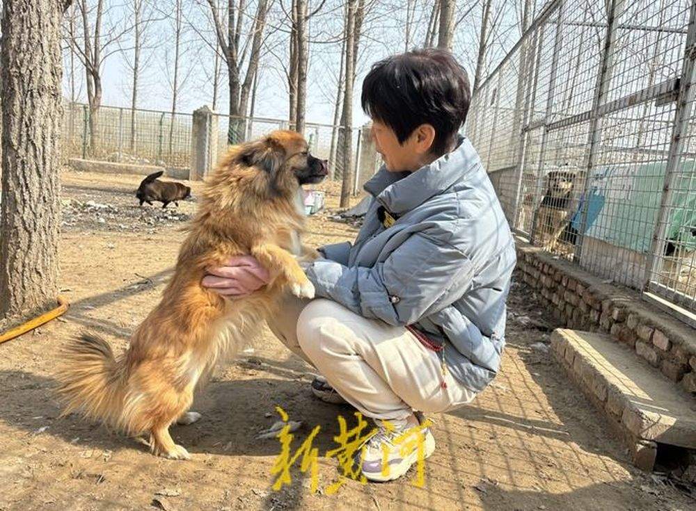 一名高校老师与她救助的800只流浪犬